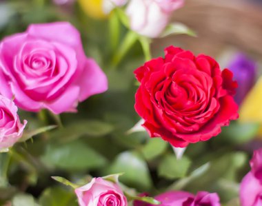 Hasır sepetin içinde güzel güller.