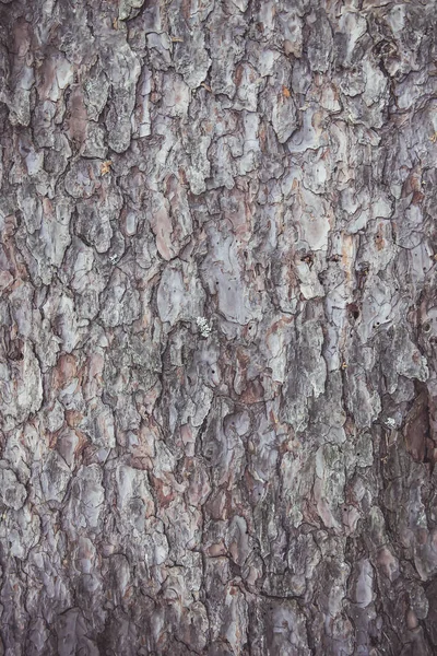 Ruwe Textuur Van Boomschors Natuurlijke Achtergrond — Stockfoto