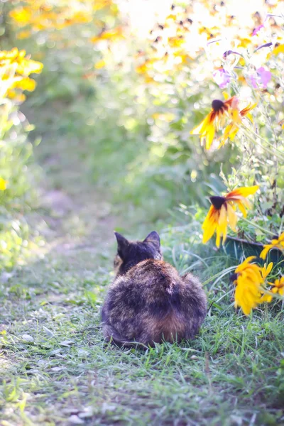 Gato engraçado ao ar livre no campo . — Fotografia de Stock