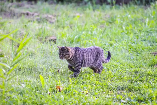 Забавный кот на природе . — стоковое фото