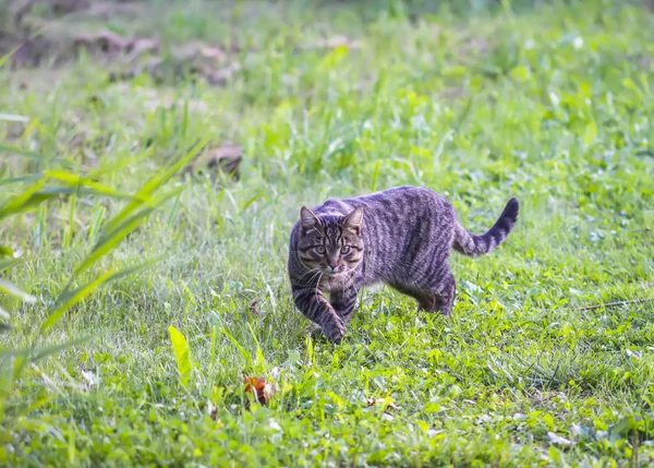 Gato engraçado ao ar livre no campo . — Fotografia de Stock