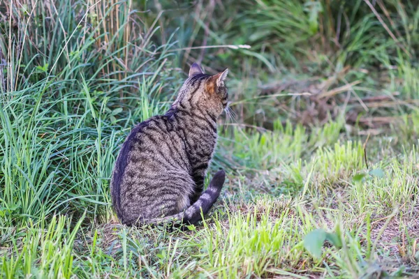田舎の面白い猫屋外. — ストック写真