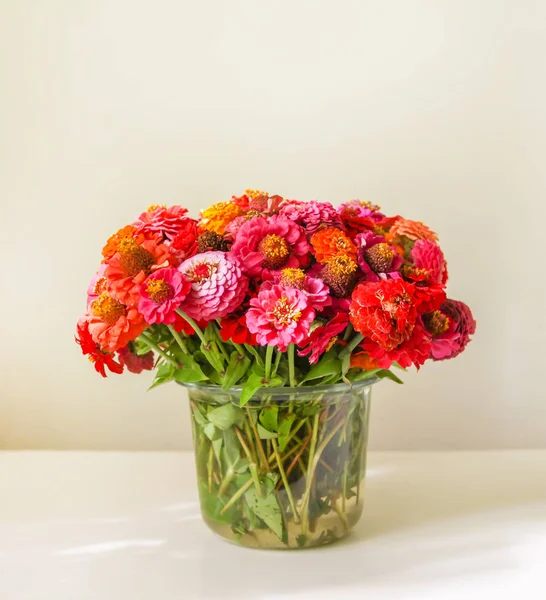 Mooie kleurrijke zinnia bloemen. — Stockfoto