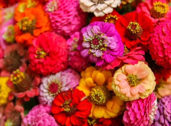 Hermosas flores de zinnia coloridas . — Foto de Stock