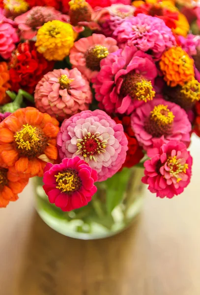 Schöne bunte Zinnia-Blumen. — Stockfoto