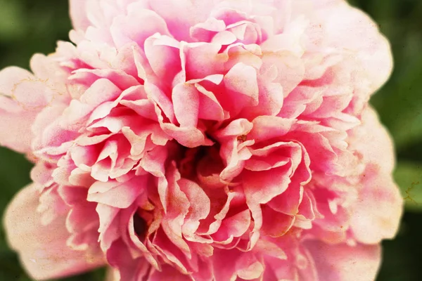 Latar Belakang Kertas Bunga Antik Bunga Peony Menutup Gaya Retro — Stok Foto