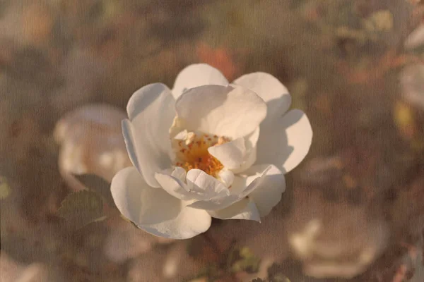 Fond Papier Fleur Vintage Fleur Rose Sauvage Blanche Carte Florale — Photo