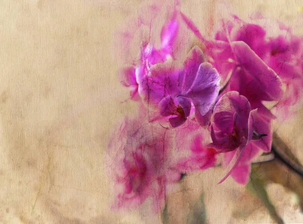 Vintage Fond Papier Fleur Orchidée Carte Florale Style Rétro Texture — Photo