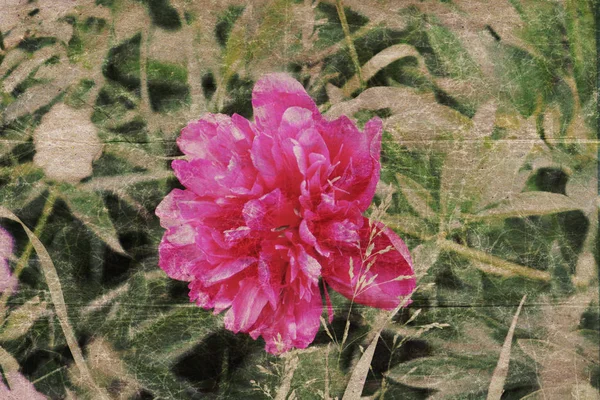 ヴィンテージフラワーペーパーの背景 牡丹の花が閉じます レトロスタイルの花カード 経年紙の質感とハーブの要素 — ストック写真