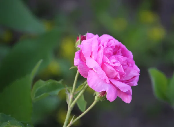 Róża Kwiaty Rosnące Ogrodzie Letnim — Zdjęcie stockowe