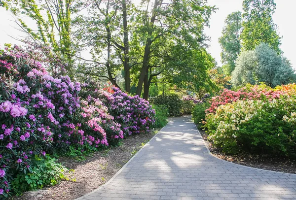 Rododendron Roślin Pachnące Piękne Kwiaty Kwitnące Parku Wiosennym — Zdjęcie stockowe