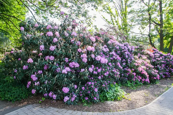 Rhododendron Planta Fragante Hermosas Flores Que Florecen Parque Primavera — Foto de Stock