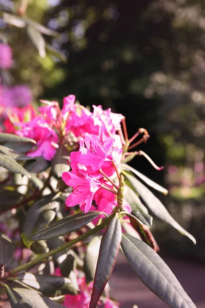 Rododendron Roślin Pachnące Piękne Kwiaty Kwitnące Parku Wiosennym — Zdjęcie stockowe