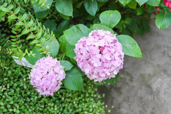 Hortensia Planta Con Flores Hermosas Brillantes —  Fotos de Stock
