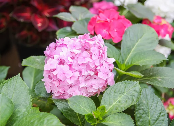 Hortensia Planta Con Flores Hermosas Brillantes —  Fotos de Stock