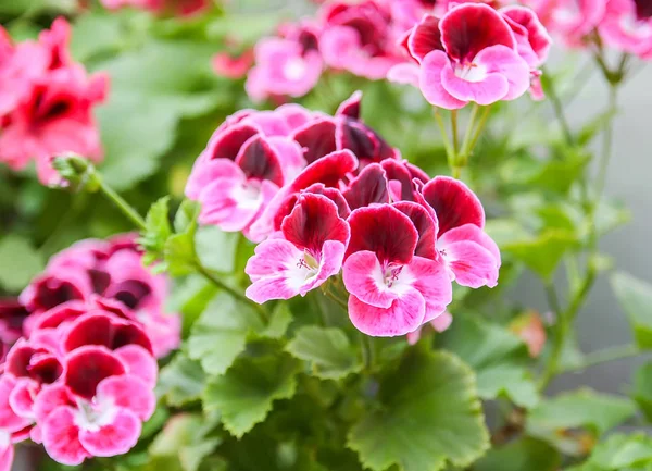 Azaleen Pflanze Mit Hellen Blüten — Stockfoto