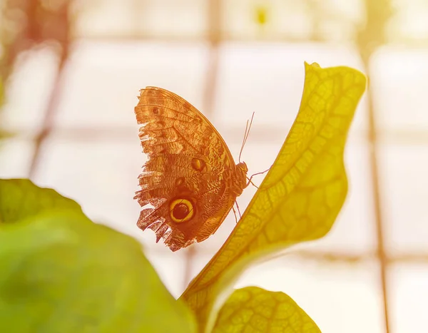 Papillon Tropical Assis Sur Des Feuilles Plantes Exotiques Vertes — Photo