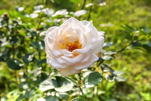Belle Fleur Rose Blanche Poussant Dans Parc Été — Photo