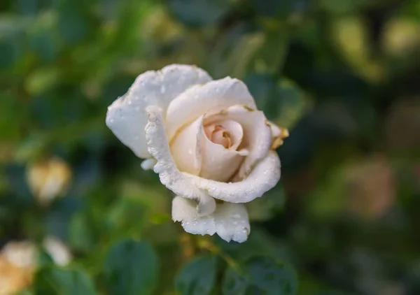 Hermosa Flor Rosa Blanca Creciendo Parque Verano —  Fotos de Stock