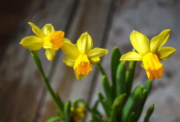 黄色の春のナルシシズムの花が鍋に成長する — ストック写真