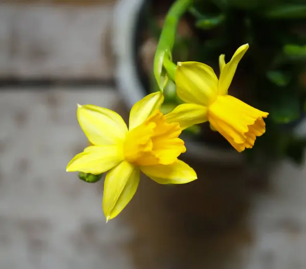 黄色的春天水仙花在盆中盛开 — 图库照片