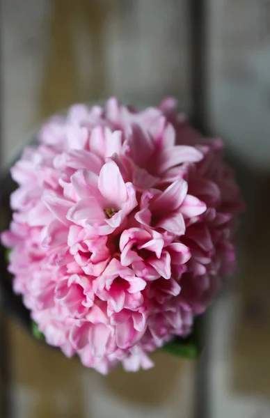 Rosa Blühende Frühlingshyazinthe Topf Auf Gealtertem Holztisch Aus Nächster Nähe — Stockfoto