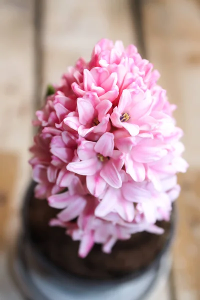 Rosa Blühende Frühlingshyazinthe Topf Auf Gealtertem Holztisch Aus Nächster Nähe — Stockfoto