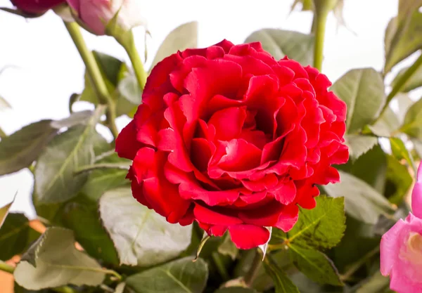 Schöner Strauß Rosen Einem Weidenkorb — Stockfoto