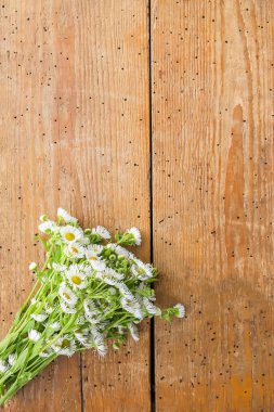 Beyaz bahçe, ahşap arka planda küçük papatya çiçekleri. Eski tahta dokusunda basit buket.