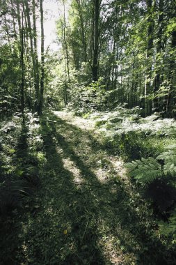 Güneş ışığında yeşil orman