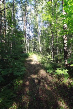 Summer forest in sunset light