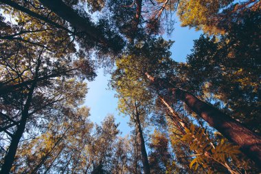 Güneş ışığında ağacın tepesi. Yaz Ormanı.