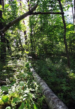 Yaz ormanlarında sonbahar ağaçları