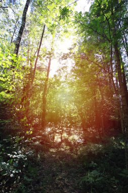 Summer forest in Europe. Nature in countryside.