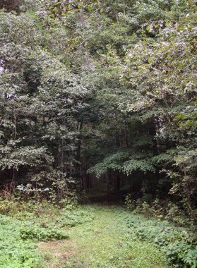 Summer forest in Europe. Nature in countryside.