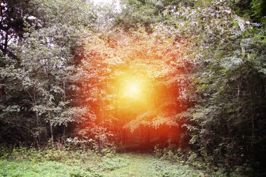 Summer forest in Europe. Nature in countryside.
