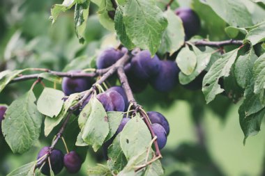 Yaz bahçesindeki erik ağacında olgun sulu meyveler. Kırsalda yetişen taze organik erikler..