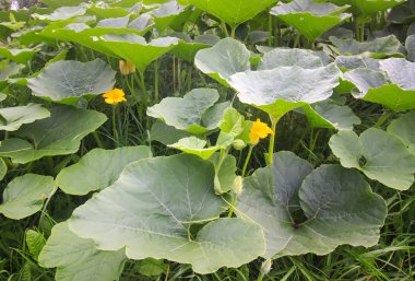 Bahçede büyüyen büyük yapraklı balkabakları
