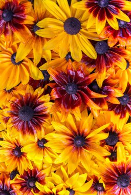 Çiçek arkaplan. Siyah gözlü Susan veya Rudbeckia Hiro bitkisi, kahverengi Betty, görkemli papatya, altın Kudüs.