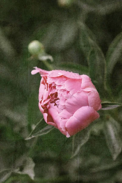 ヴィンテージフラワーペーパーの背景 牡丹の花が閉じます レトロスタイルの花カード 経年紙の質感とハーブの要素 — ストック写真