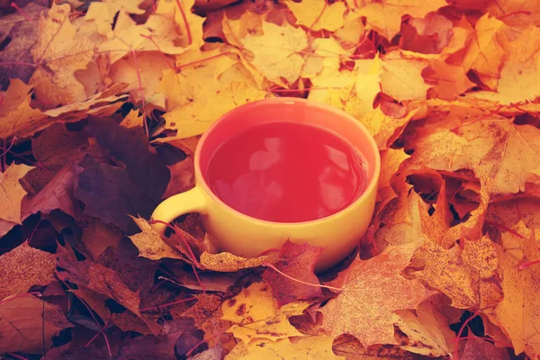 Tee und Herbstblätter — Stockfoto