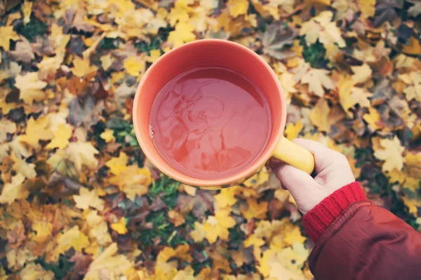 A cup of black tea in a hand on colorful autumn fall leaves background