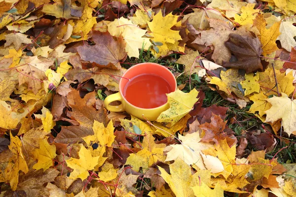 Eine Tasse Schwarzen Tee Auf Bunten Herbst Herbst Blätter Hintergrund — Stockfoto