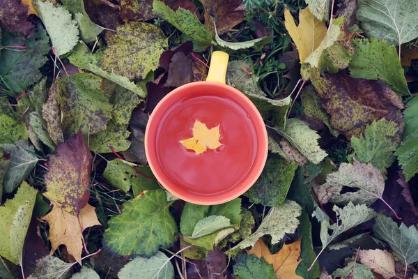 Filiżanka Czarnej Herbaty Kolorowe Jesień Liście Tła — Zdjęcie stockowe