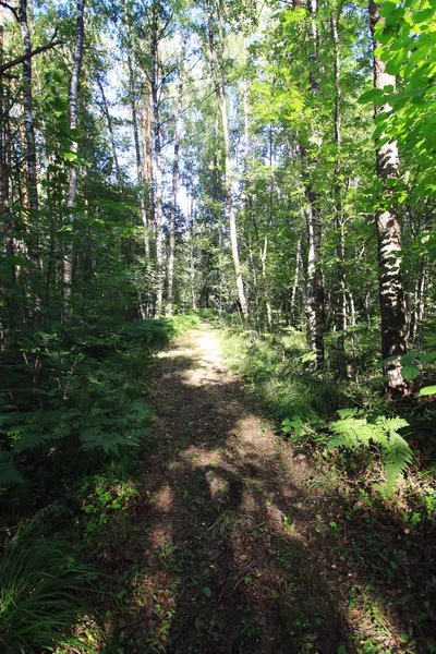 Summer forest in sunset light