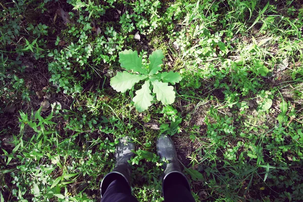 Young Oak Growing Summer Forest — Stock Photo, Image