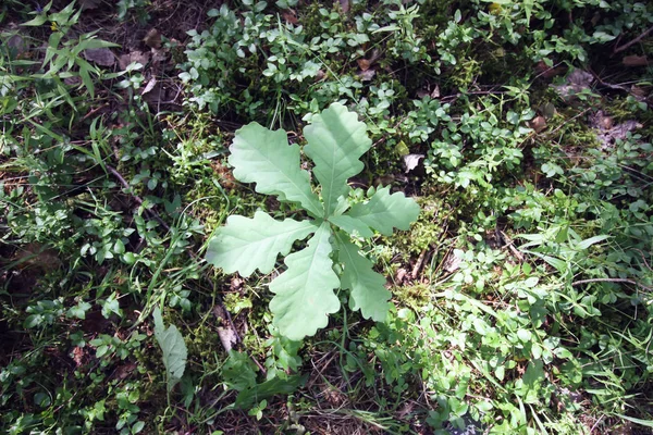 Young Oak Growing Summer Forest — 스톡 사진