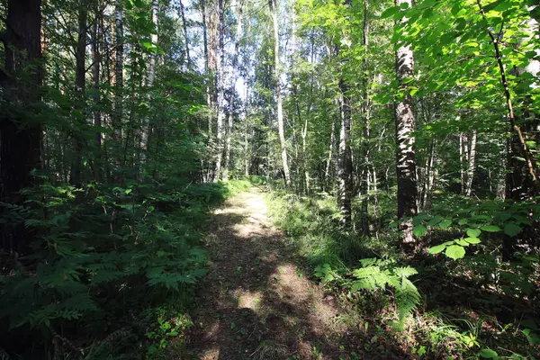 Bosque Verano Europa Naturaleza Campo Helecho Verde Plantas Silvestres — Foto de Stock