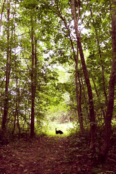 Sommerwald Europa Natur Auf Dem Land Kleiner Schwarzer Hund Geht — Stockfoto