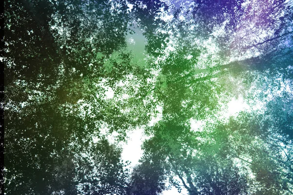 Baumwipfel Sonnenlicht Sommerwald — Stockfoto